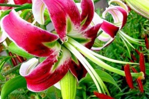 Виды и группы и сорта садовых лилий - 1