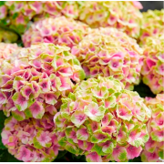 Гортензия Меджикал Джевел Пинк (С2)