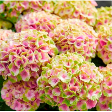 Гортензия Меджикал Джевел Пинк (С2) Гортензия Меджикал Джевел Пинк (С2)