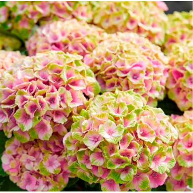 Гортензия Меджикал Джевел Пинк (С2)