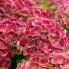 Гортензия Меджикал Джевел Пинк (С2)