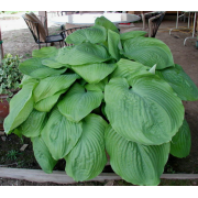 Хоста Джурасик Парк (ОКС)