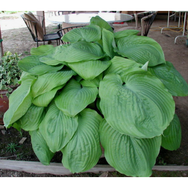 Хоста Джурасик Парк (ОКС)