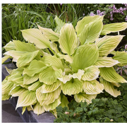 Хоста Лемон Фезерс (ОКС)