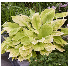 Хоста Лемон Фезерс (ОКС) Хоста Лемон Фезерс (ОКС)