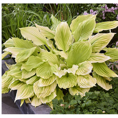 Хоста Лемон Фезерс (ОКС)