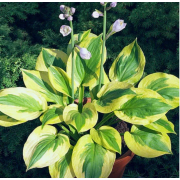 Хоста Саммер Ловин (ОКС) Хоста Саммер Ловин (ОКС)