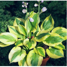 Хоста Саммер Ловин (ОКС) Хоста Саммер Ловин (ОКС)