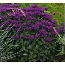 Монарда гибридная Шуга Баз Грэйп Гамбол (р9) Май 2026!