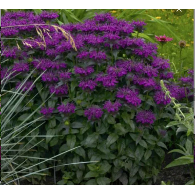 Монарда гибридная Шуга Баз Грэйп Гамбол (р9) Май 2026!