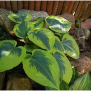 Хоста Тути Мей