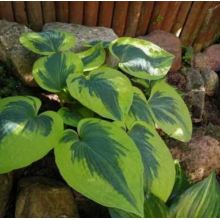 Хоста Тути Мей Хоста Тути Мей