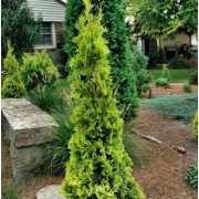 Туя  западная Малониана Ауреа (р9)