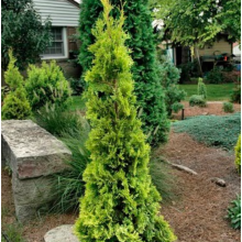 Туя западная Малониана Ауреа (р9) Туя западная Малониана Ауреа (р9)