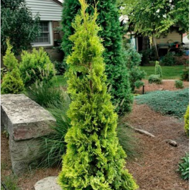 Туя  западная Малониана Ауреа (р9)