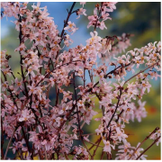 Абелиолистник двурядный Розеум (1 л)