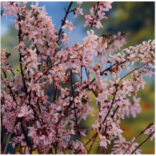 Абелиолистник двурядный Розеум (1 л)