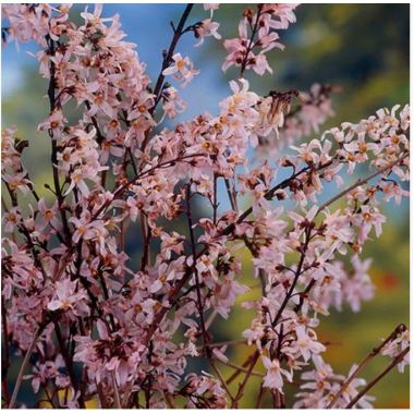 Абелиолистник двурядный Розеум (1 л)