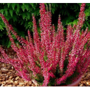 Вереск Афина (р12)