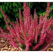 Вереск Афина (р12) Вереск Афина (р12)