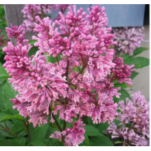 Сирень Престон Александр Пинк (2-летка) Сирень Престон Александр Пинк (2-летка)