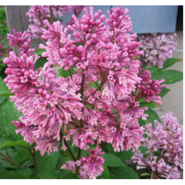 Сирень Престон Александр Пинк (2-летка)