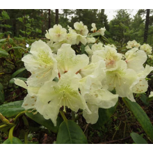Рододендрон вечнозеленый Алли (р9)