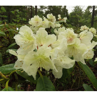 Рододендрон вечнозеленый Алли (р9)