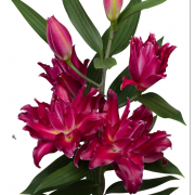 Луковица лилии Амарна (Махровые восточные гибриды)