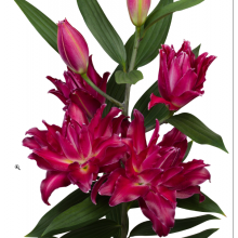 Луковица лилии Амарна (Махровые восточные гибриды) Луковица лилии Амарна (Махровые восточные гибриды)