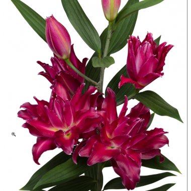 Луковица лилии Амарна (Махровые восточные гибриды)