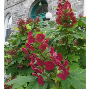 Гортензия дуболистная Аметист (р12)