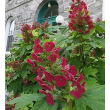 Гортензия дуболистная Аметист (р12) Гортензия дуболистная Аметист (р12)