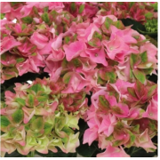 Гортензия крупнолистная Рембрандт Антико Фреско Пинк (р14)