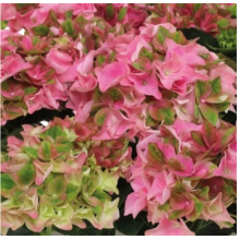 Гортензия крупнолистная Рембрандт Антико Фреско Пинк (р14) Гортензия крупнолистная Рембрандт Антико Фреско Пинк (р14)