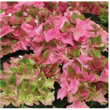 Гортензия крупнолистная Рембрандт Антико Фреско Пинк (р14)