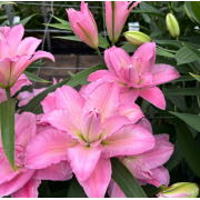 Луковица лилии Бадесса Луковица лилии Бадесса