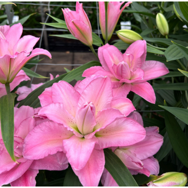 Луковица лилии Бадесса 