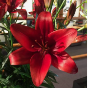 Луковица лилии Батавус (ЛА-гибрид)