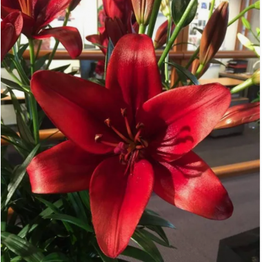 Луковица лилии Батавус (ЛА-гибрид)