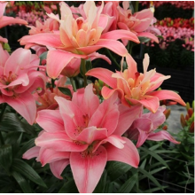 Луковица лилии Баттерфляй Блоссом (азиатская махровая) Луковица лилии Баттерфляй Блоссом (азиатская махровая)