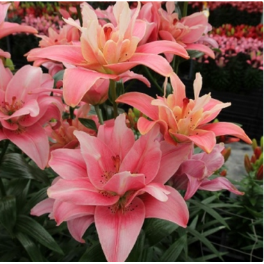 Луковица лилии Баттерфляй Блоссом (азиатская махровая)