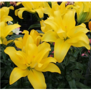 Луковица лилии Баттерфляй Вингз (азиатская махровая) Луковица лилии Баттерфляй Вингз (азиатская махровая)