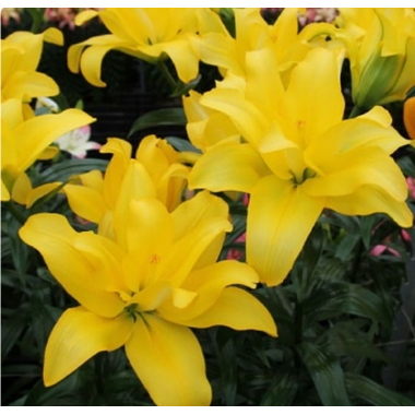 Луковица лилии Баттерфляй Вингз (азиатская махровая)