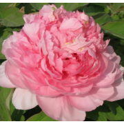 Пион древовидный  Благородная Дама (2/3  почки)