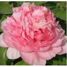 Пион древовидный  Благородная Дама (2/3  почки)