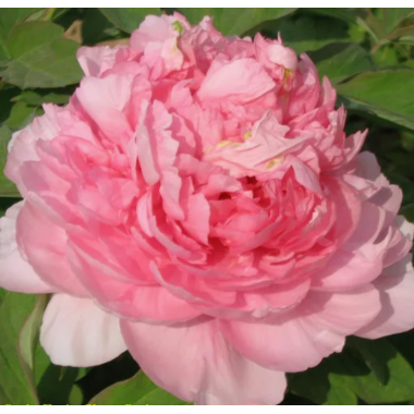 Пион древовидный  Благородная Дама (2/3  почки)