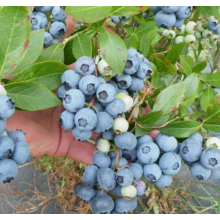 Голубика высокорослая Блюголд (ЗКС, 2 л) Голубика высокорослая Блюголд (ЗКС, 2 л)