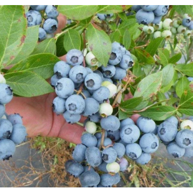 Голубика высокорослая Блюголд (ЗКС, 2 л)