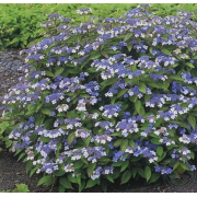 Гортензия пильчатая Блюберд (р12)